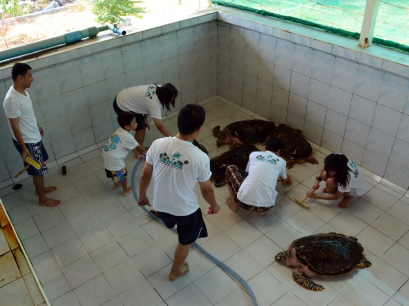 WINSERVE CORP. joins the conservation of Thai marine turtle.